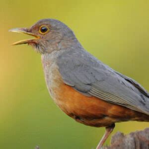 Pássaros Canoros Conheça as Espécies Mais Virtuosas do Reino Animal