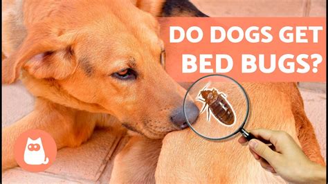 Bed Bugs In Dogs 🐶🪳 Bites Symptoms And Treatment Youtube