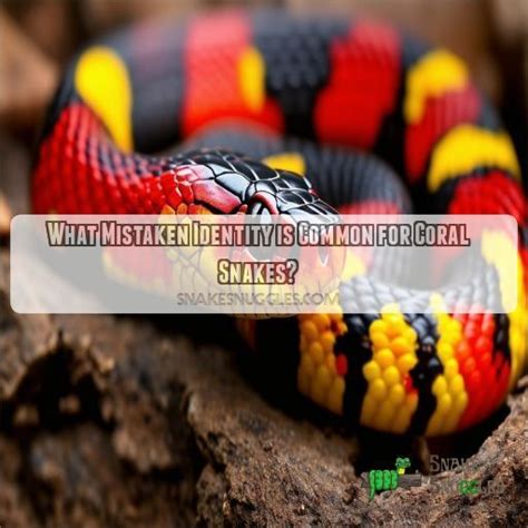 Coral Snake Identification Guide: How to Spot a Coral Snake