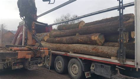 Red Oak Logs Oak Wood Logs Mijatovic Ltd Wood Supplier