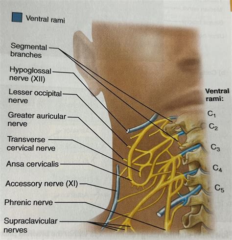 spinal cords and nerves Diagram | Quizlet