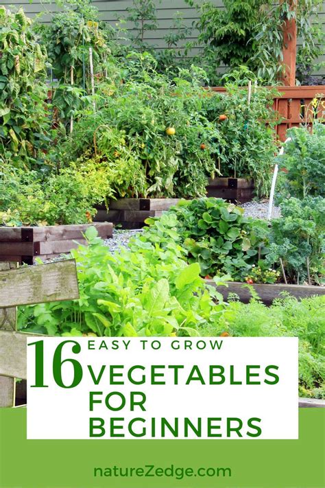 Easy To Grow Vegetables For Beginner Gardeners Naturezedge In 2021