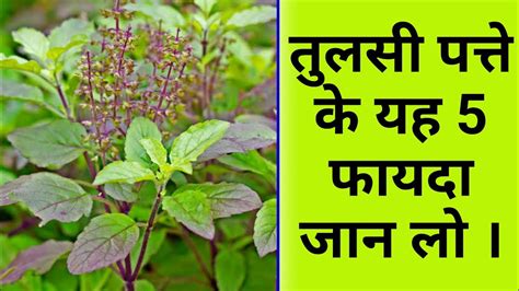 Tulsi Patta Khane Se Kya Hota Hai Tulsi Patta Khane Ka Tarika Tulsi