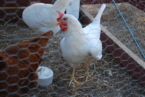 Sexing Rr And White Leghorns Backyard Chickens Learn How To Raise Chickens