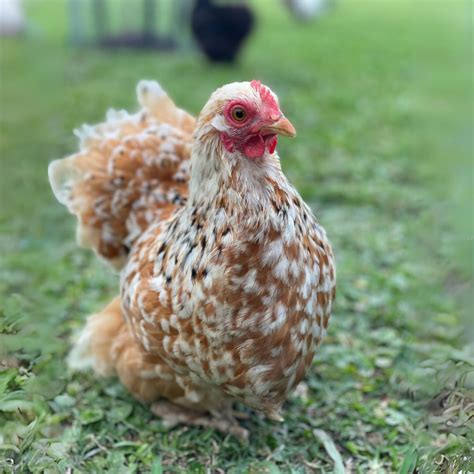 Baby Chicks Calico Cochin Bantam My Pet Chicken
