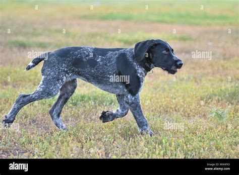 German Wirehair Pointer Hi Res Stock Photography And Images Alamy