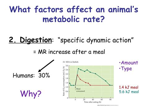 Ppt Metabolism Powerpoint Presentation Free Download Id1067060