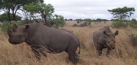 ENDANGERED BLACK RHINO & ELEPHANT CONSERVATION - African Impact