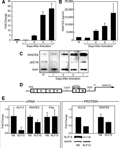 Kinetics Of Rantes Expression And The Effect Of Klf13 Knock Down On