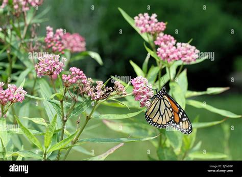 A Monarch Butterfly Danaus Plexippus Feeding On Swamp Milkweed Asclepias Incarnata In A New