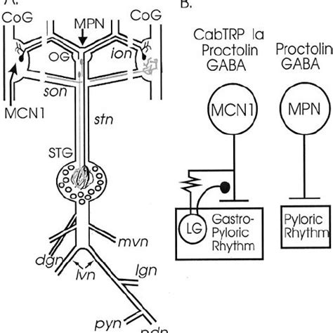 Schematic Of The Stomatogastric Nervous System And The Known