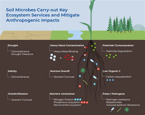 Soil Microbes as Key Partners in Fighting Climate Change | Norgen ...