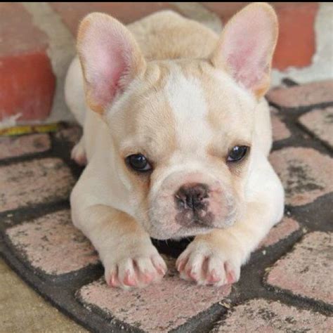 Cutie Pie French Bulldog Cute Animals Frenchie Bulldog French