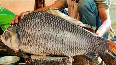 Giant Katla Carp Fish Cutting By Expert Fish Cutter Fish Cutting