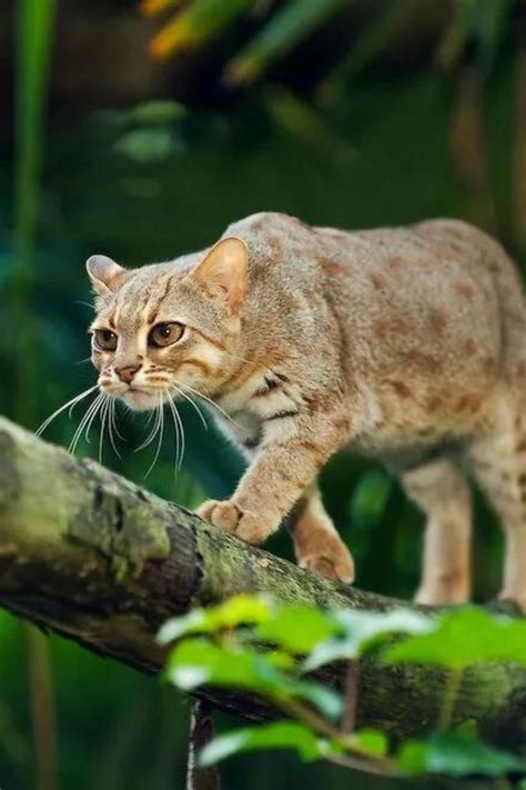 Rare Wild Cats The 10 Most Beautiful Cute Wild Cats Rusty Spotted