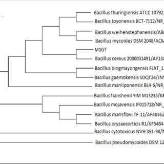 Neighbor Joining Tree Showing The Position Of Isolate Bacillus Cereus