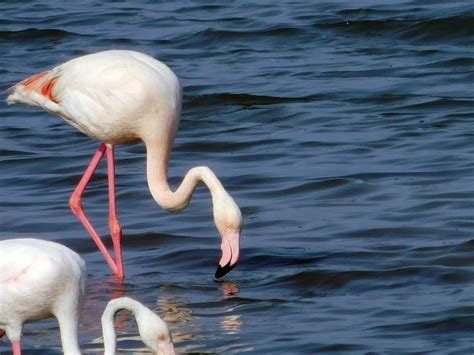 Fenicotteri Rosa In Sicilia Quando La Natura Impone La Propria