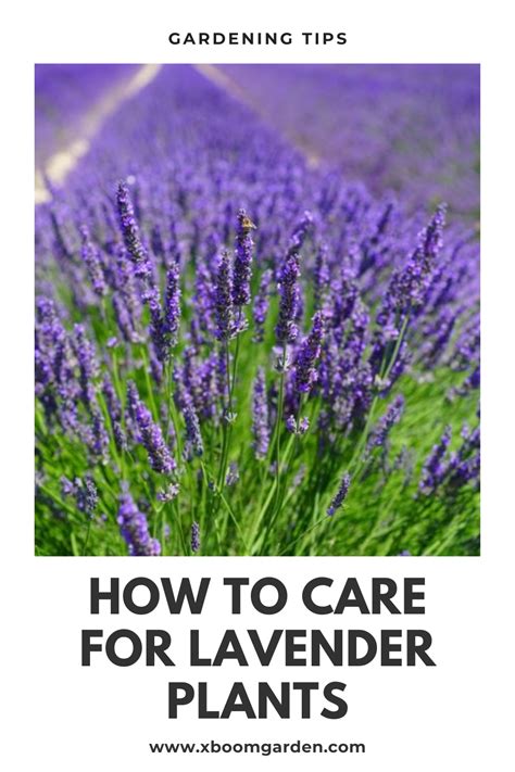 How To Care For Lavender Plants In Lavender Plant Care