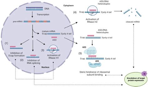 Antisense Oligonucleotides Aso In Action An Aso Internalized Via