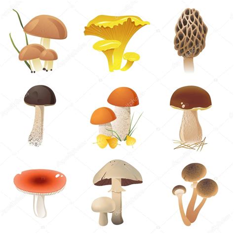 Edible Mushrooms Stock Vector Image By ©martm 60035603