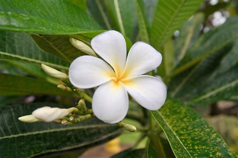 Plumeria Fleur Blanche Photo Gratuite Sur Pixabay Pixabay