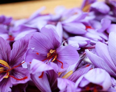 How To Grow Saffron A Step By Step Guide To Grow Saffron Homes Gardens