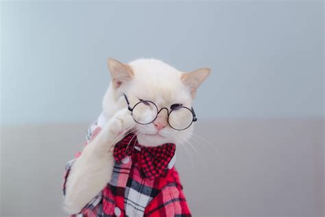 Premium Photo Close Up Of White Cat And Woman