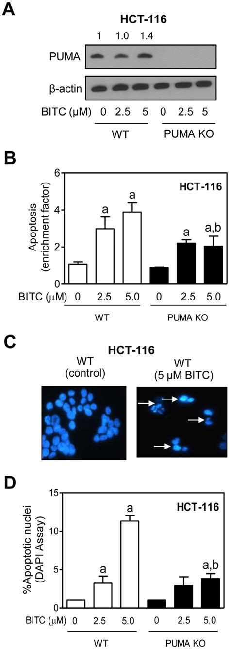 PUMA Knockout HCT 116 Cells Are Partially Resistant To BITC Induced