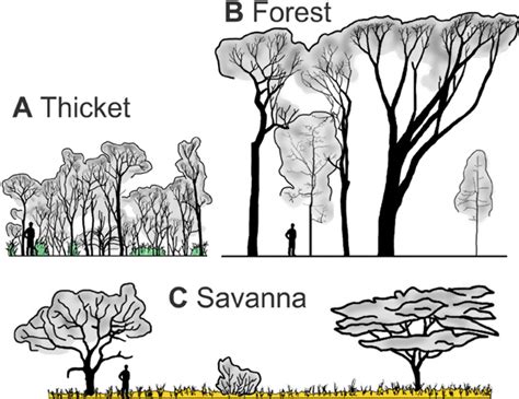 The Forest Canopy: Structure, Roles & Measurement - CID Bio-Science