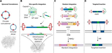 Frontiers The Role Of Recombinant AAV In Precise Genome Editing