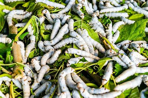 Ulat Sutra Pada Serat Larva Sutra Daun Murbei Foto Latar Belakang Dan