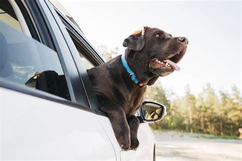 C Mo Transportar A Tu Mascota En Carro O Suv Los Coches