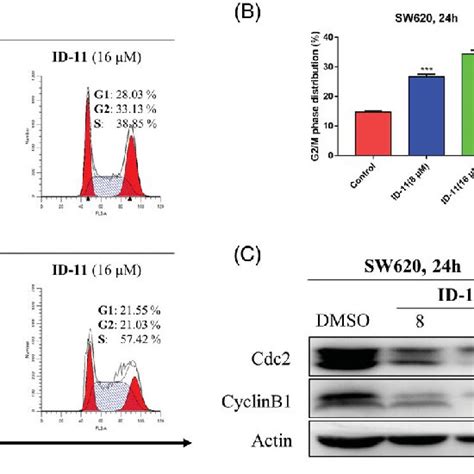 Compound Id Induced G M Phase Arrest In Crc Cell Lines A Sw