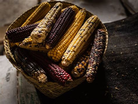 Navajo Corn