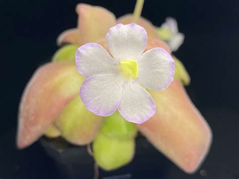 Pinguicula King Slime Gigantea X Agnata Red Leaf Butterwort