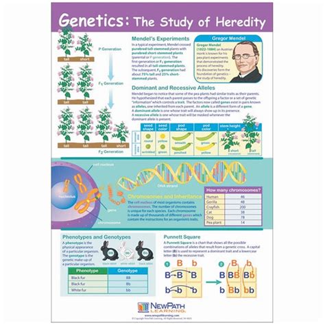 Genetics: The Study of Heredity Poster Each:Education Supplies ...