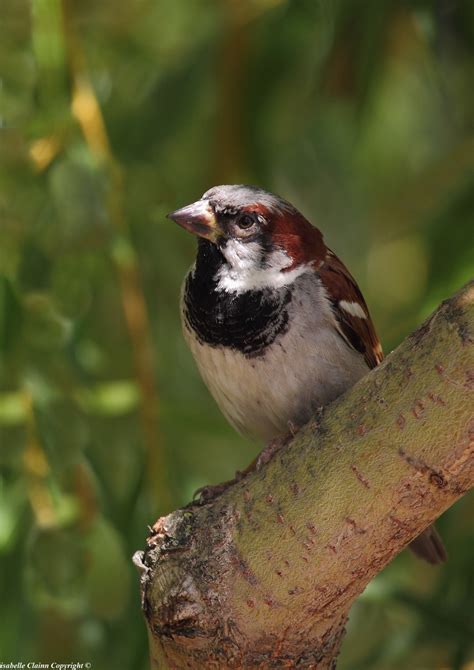 Le petit oiseau - Photo animalière - Forumdephotos.com