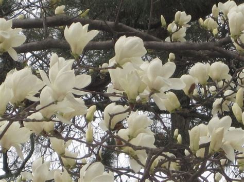 Life in Misawa: Hirosaki Cherry Blossom Festival