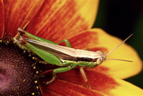 Fotos Gratis Fotograf A Hoja Flor Polilla Mariposa Fauna