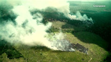 World Leaders Pledge To End Deforestation By 2030 YouTube