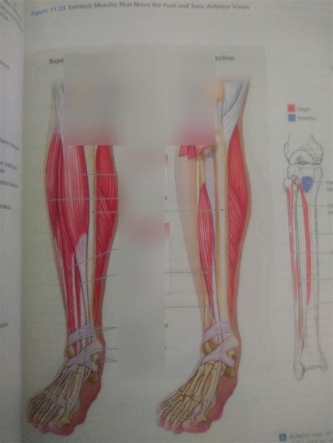 Anterior Leg Diagram Quizlet