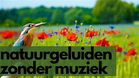 Natuurgeluiden Om Te Slapen Rustige Muziek Natuur Met Bos En Water