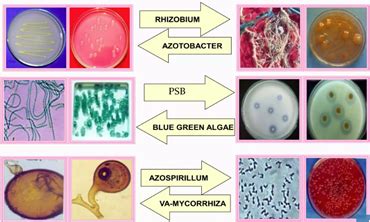 Biofertilizers - Best Tool for Agriculture