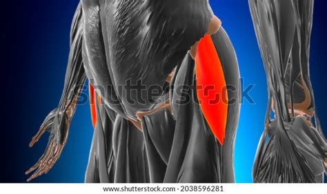 Tensor Fasciae Latae Muscle Anatomy Medical Stock Illustration 2038596281