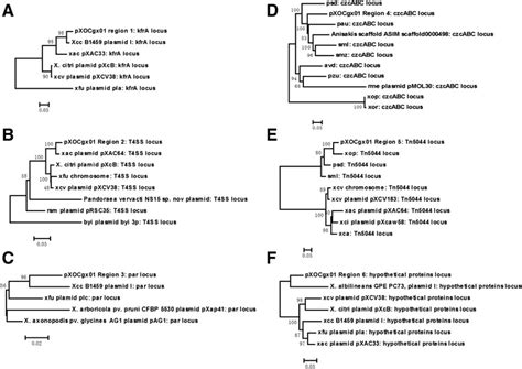 Unrooted Phylogenetic Tree Neighbor Joining For Six Conserved Regions