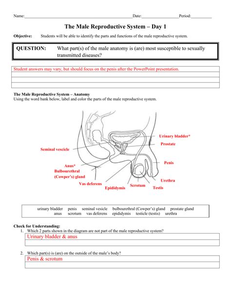 Label The Male Reproductive System Worksheet Male Reproducti