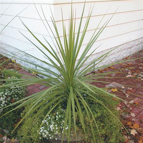 Amazon.com : CHUXAY GARDEN Dracaena Spikes Seed, Dracaena Indivisa 500