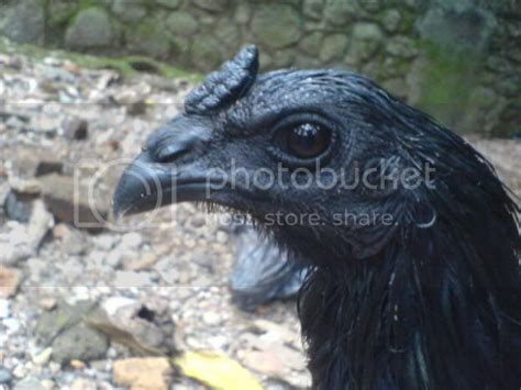 The Blackest Ones On Exploring The Significance Of Cemani Mutations