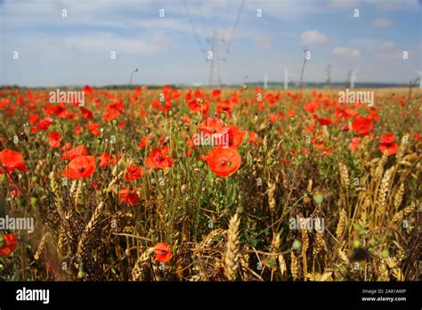 Flanders poppy Fields Stock Photo - Alamy