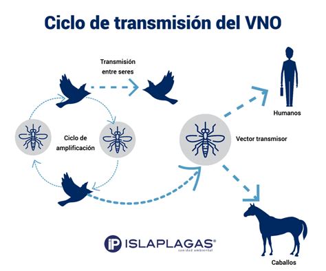 Control De Mosquitos Y Prevenci N Del Virus Del Nilo Occidental Una